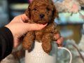 Ufak Boy, Aşılı, Dünya Tatlısı Red Toypoodle Yavrular