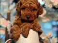 Ufak Boy, Aşılı, Dünya Tatlısı Red Toypoodle Yavrular