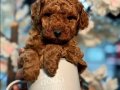 Ufak Boy, Aşılı, Dünya Tatlısı Red Toypoodle Yavrular
