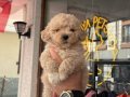 Mağazamızdan Kahve Tonlarında Kıvırcık Maltipoo Yavrular