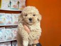 Mağazamızdan Kahve Tonlarında Kıvırcık Maltipoo Yavrular