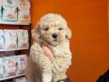 Mağazamızdan Kahve Tonlarında Kıvırcık Maltipoo Yavrular