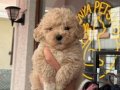 Mağazamızdan Kahve Tonlarında Kıvırcık Maltipoo Yavrular
