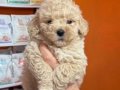Mağazamızdan Kahve Tonlarında Kıvırcık Maltipoo Yavrular
