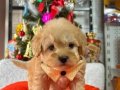 Dünya Tatlısı Maltipoo yavrular mağazamızdan sizlerle 