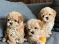 Dünya Tatlısı Maltipoo yavrular mağazamızdan sizlerle 