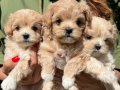 Dünya Tatlısı Maltipoo yavrular mağazamızdan sizlerle 