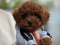 Mağazamızdan Red ToyPoodle Dişi ve Erkek Yavrular Sizlerle