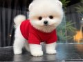 Mağazamızdan Ayı Surat Pomeranian Boo Yavrular Sizlerle