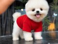 Mağazamızdan Ayı Surat Pomeranian Boo Yavrular Sizlerle