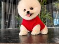 Mağazamızdan Ayı Surat Pomeranian Boo Yavrular Sizlerle