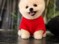 Mağazamızdan Ayı Surat Pomeranian Boo Yavrular Sizlerle