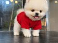 Mağazamızdan Ayı Surat Pomeranian Boo Yavrular Sizlerle