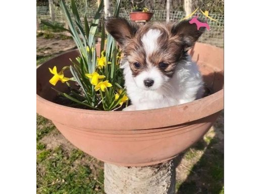 Papillon  teacup erkek bebekler babası türkiye şampiyonu