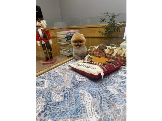 Ayı Surat Pomeranian Boo Yavrularımız 