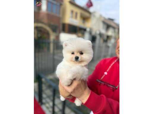 Tedy Face Pomeranian Boo Yavrularımız 