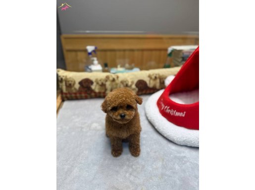 Micro kore Poodle Yavrularımız 