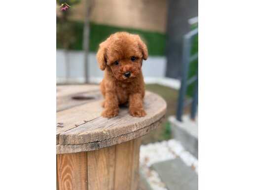 Micro Kore Poodle Yavrularımız 