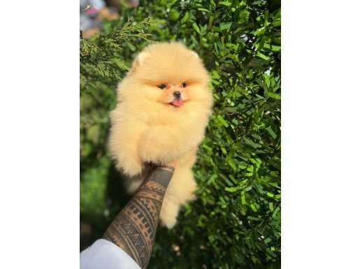 Pomeranian Boo Yavrularımız 