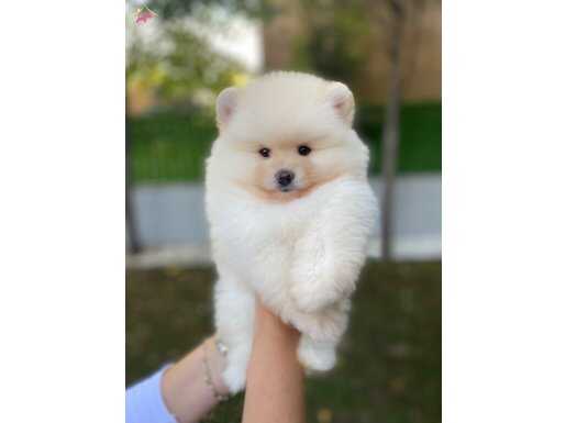Ukrayna Girişli Pomeranian Boo Yavrularımız 