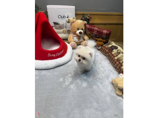 Tedy Face Pomeranian Boo yavrular new