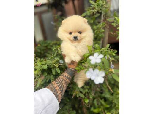 Ayı surat Boo Yavrumuz 