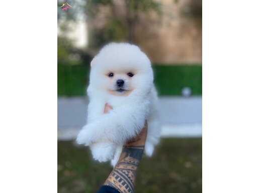 En kaliteli yavrular