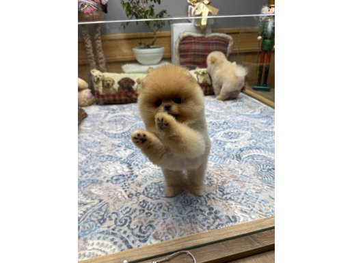 Teddy Bear Pomeranian Boo | Safkan Formda Yavru
