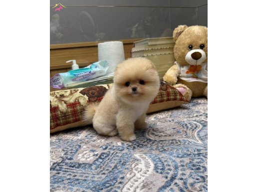 Orijinal Pomeranian Boo | Teddy Bear Suratlı Yavru