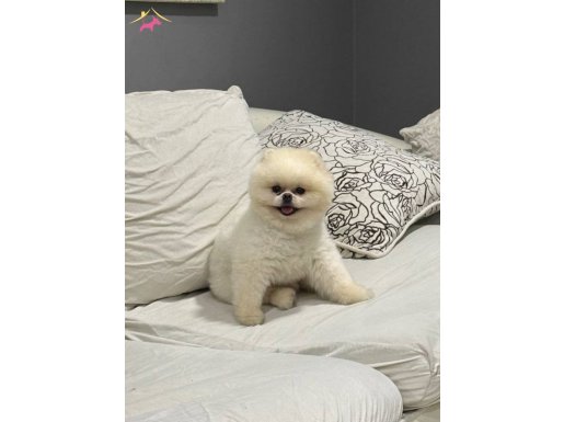 Ayı Surat Şampiyon Yavrumuz 