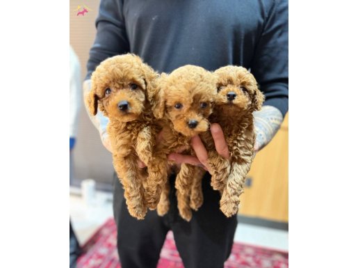 Tedy Poodle Yavrularımız 