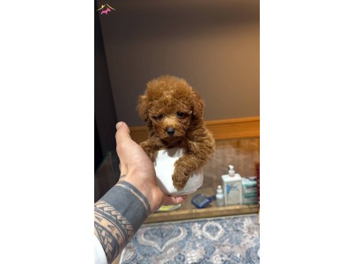 Kore Poodle Yavrularımız 