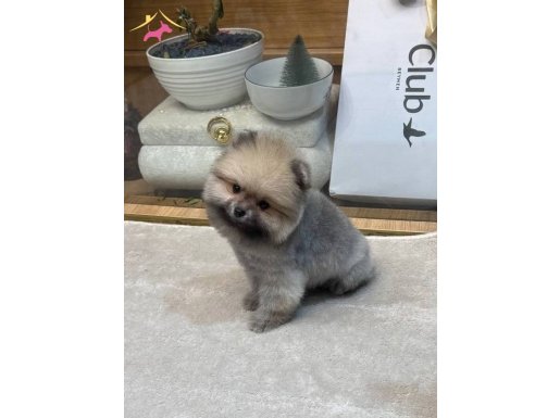 Ayı surat Pomeranian Boo Yavrularımız 