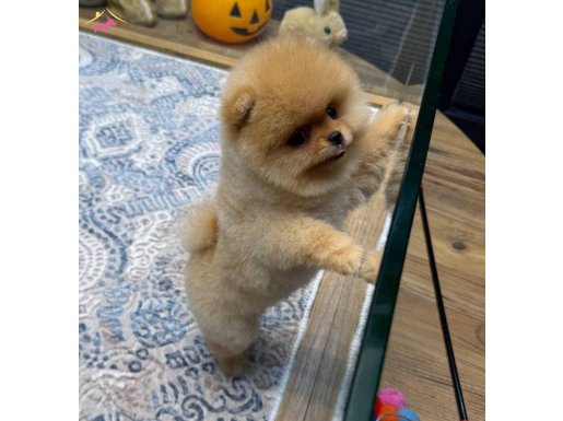 Teddy Face Pomeranian Boo Yavrularımız | KÖPEK DÜNYASI