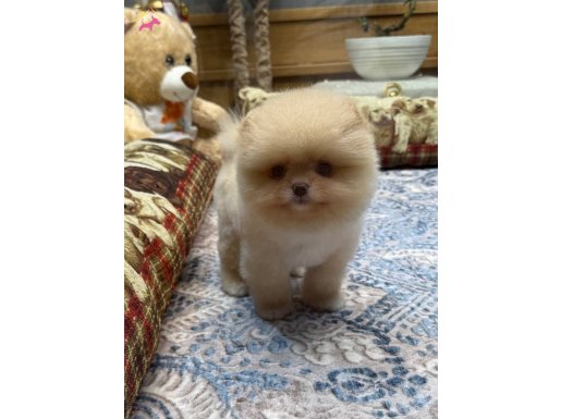 Krem Renk teacup Pomeranian Boo 