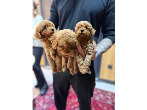 Tedy Poodle Kore Yavrular | KÖPEK DÜNYASI