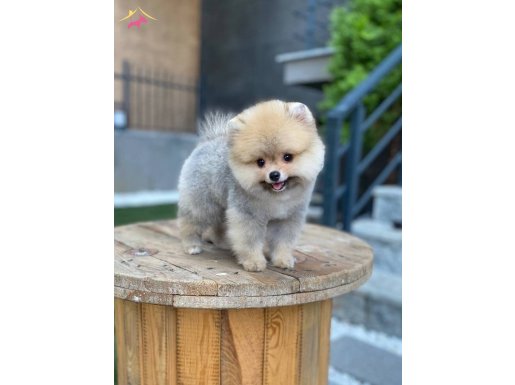 Teddy Bear Suratlı Pomeranian Boo Yavruları ile Neşeli Bir Başlangıç