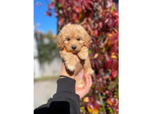 Micro Kore Poodle Yavrularımız ile Hayatınıza Neşe Katın