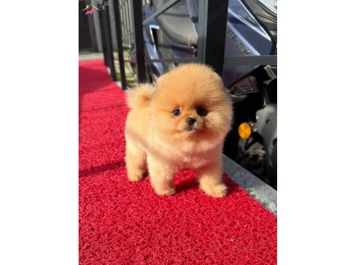 Pomeranian Boo Irk Garantili Yavrular 