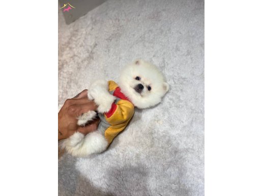 Gülümseyen Surat Teacup Pomeranian Boo Yavrusu