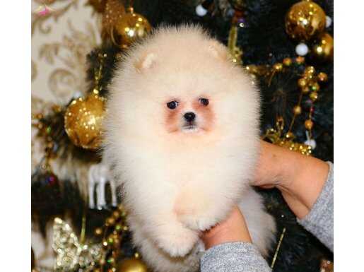 Kartopu Kürklü Pomeranian Boo | Minyatür Ayı Surat Yavru