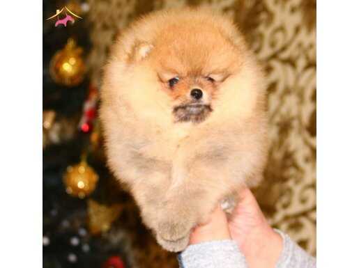 Orange Pomeranian boo