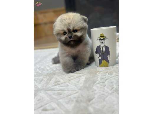 Ayı surat Pomeranian Boo Yavrularımız 