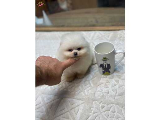 İrk ve  sağlık garantili yavrular