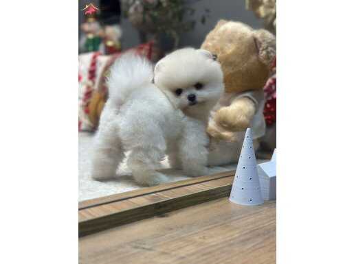White Pomeranian Boo Pupy 