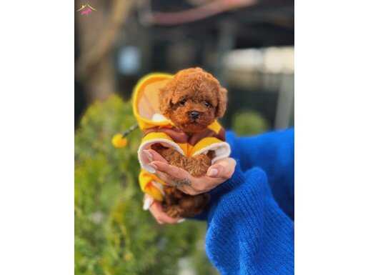 Tedy Micro Poodle Yavrularımız 