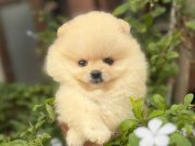 Ayı surat Boo Yavrumuz 