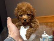 Kore Poodle Yavrularımız 