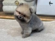Ayı surat Pomeranian Boo Yavrularımız 