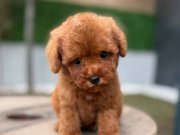 Sıcak Bir Yuva Arayan Kore Kan Toy Poodle Yavrusu
